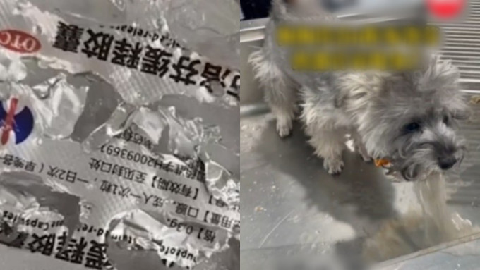 小狗误食6粒布洛芬送院抢救。影片截图