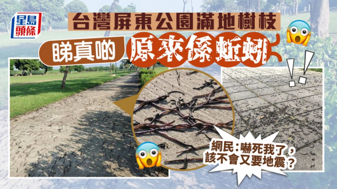 台灣屏東市公園上萬蚯蚓滿地蠕動，引發網民熱議。網圖