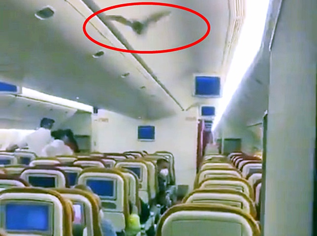 印度飛美國的波音777客機發現有隻野生蝙蝠在機艙內飛行。影片截圖