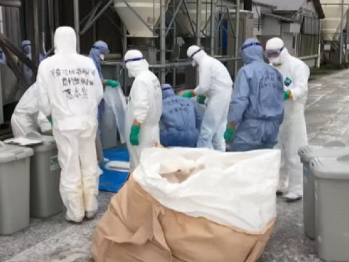 早前秋田县爆发禽流感，当局已扑杀逾14万只鸡。网上图片