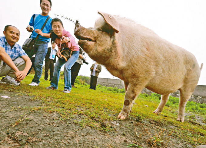 汶川大地震获救的「猪坚强」一度成为明星猪。　