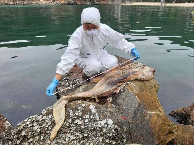 擱淺的成年江豚身長約100厘米。香港海洋公園保育基金提供