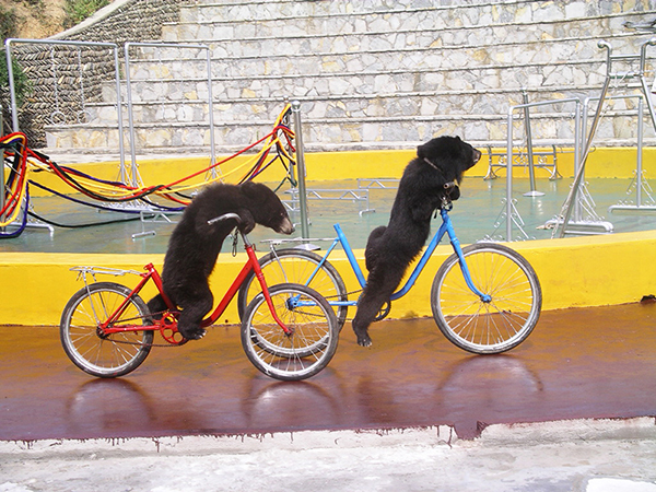狗熊骑车为景区休闲娱乐项目之一。