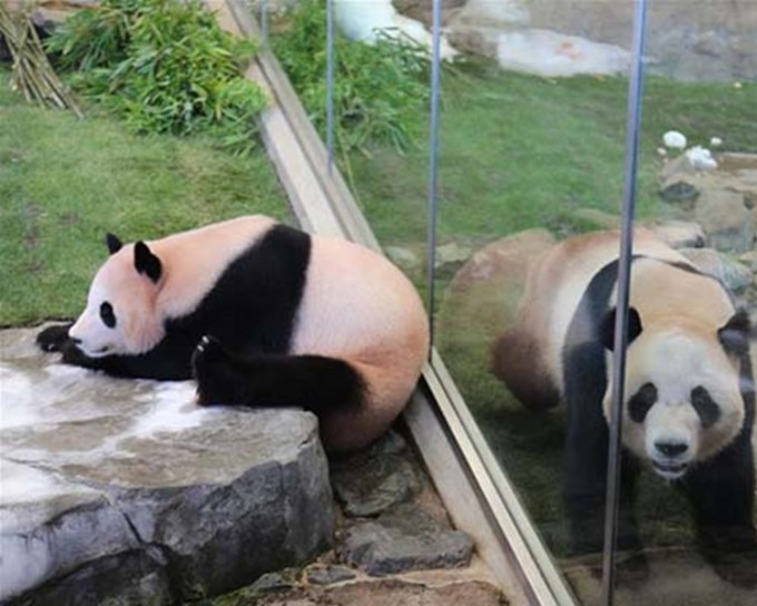 大熊猫明天将起程回国。网上图片