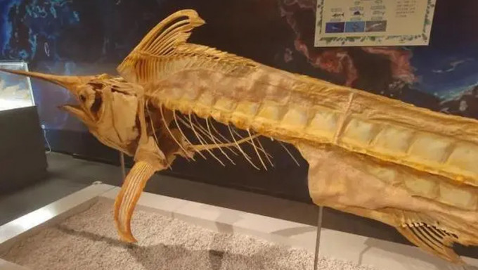 博物館古槍魚標本疑被遊客掰斷肋骨。