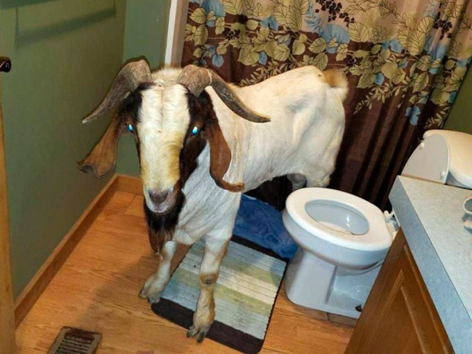 美国俄亥俄州一只山羊闯入一户家庭，浴室当睡房睡觉。AP