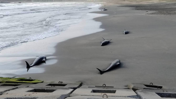 4月3日上午在千葉縣一宮町發現的擱淺海豚。 Twitter/vipdm69