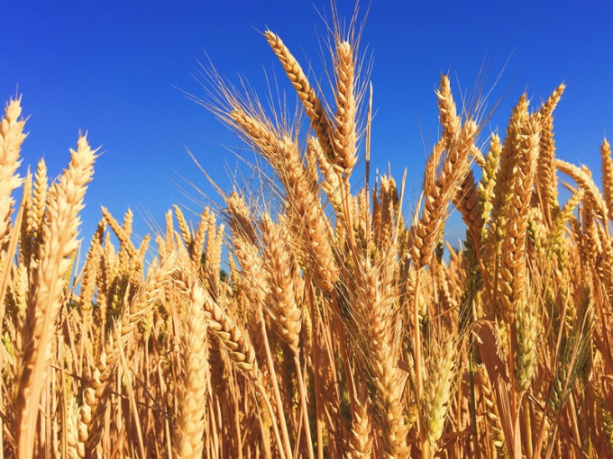 商务部对澳洲进口大麦徵收反倾销税。Unsplash图片