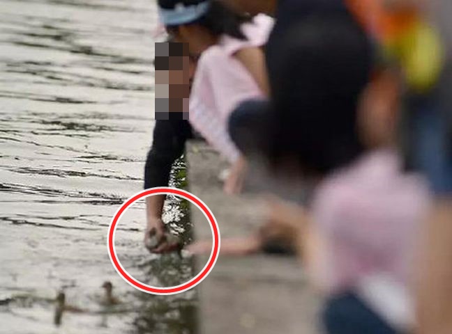 一名男遊客徒手捉住兩隻游到岸邊的小鴛鴦。網圖