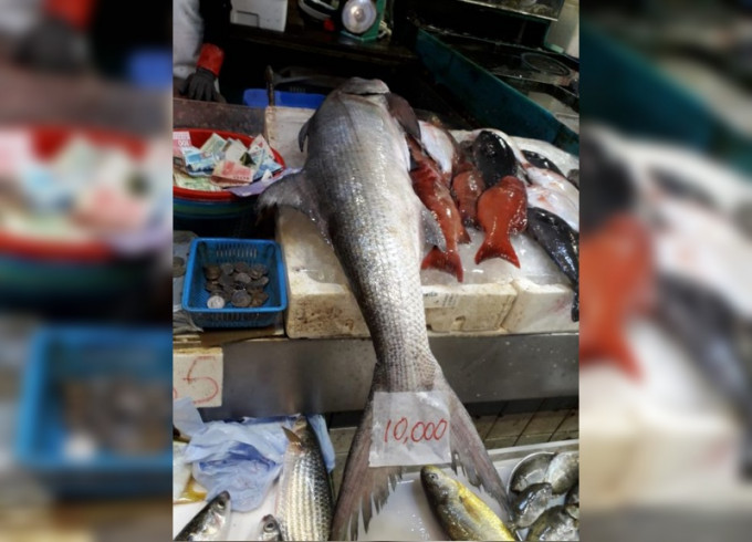 香港街市魚類海鮮研究社FB