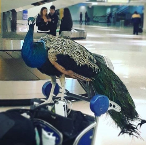 文蒂科帶同寵物孔雀德克斯特同行，被遭拒登機，在機場留影。（網圖）