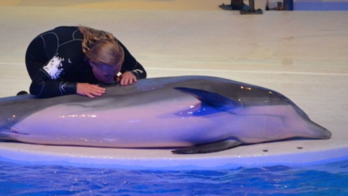 瑞典科尔马登动物园最年长海豚涅斐勒，误食美化环境的人工海藻鲠死。@Dolphin_Project