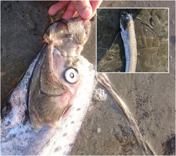 日本有民众捕获2米长「地震鱼」 。网上图片