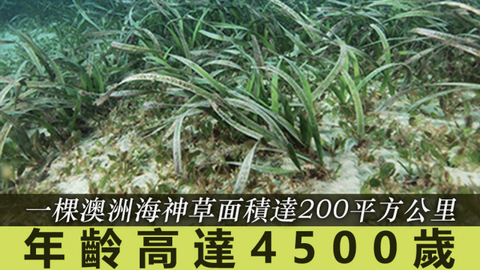 這棵海神草成為當地動物棲息地。資料圖片