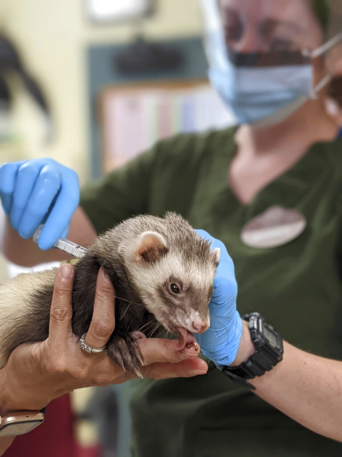 奥克兰动物园是第一个使用专门为动物配制的实验性疫苗，以保免受新冠病毒感染的动物园。AP图片