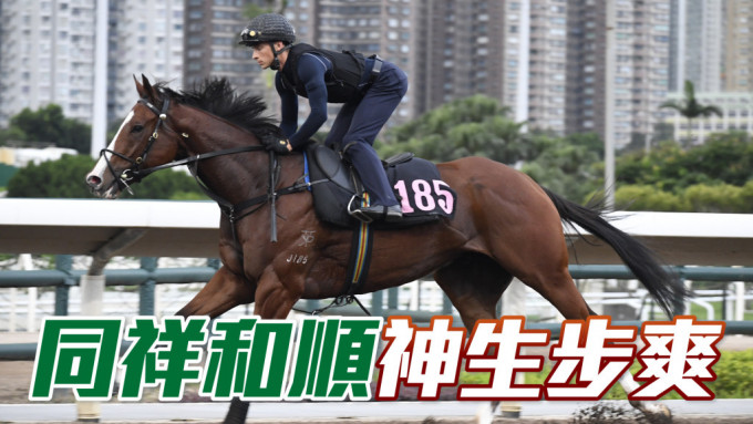 「同祥和顺」近日出试时神生步爽充满朝气，毛色油润悦目，状态当锐有进无退。