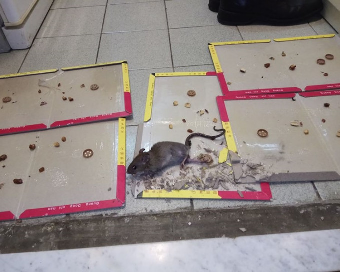 樓主終於捉到家中老鼠。網民Herman Chak‎圖片