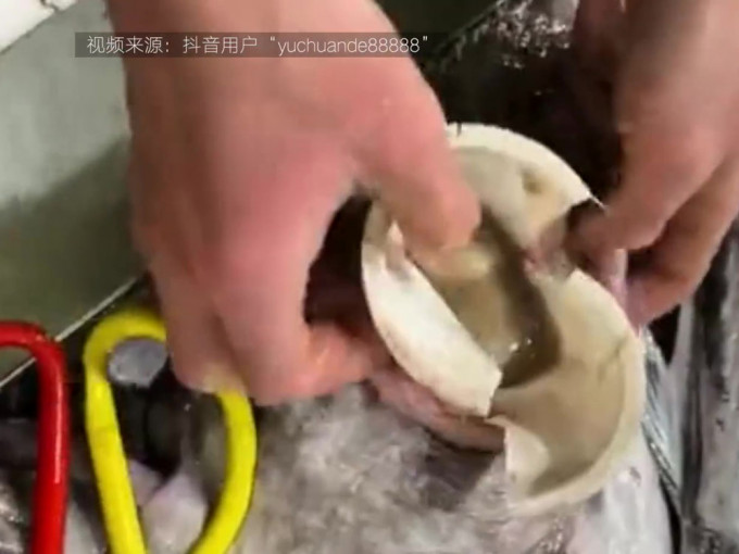 顾客买鱼时发现鱼肚鼓胀，剪开鱼肚发现完整塑料杯。