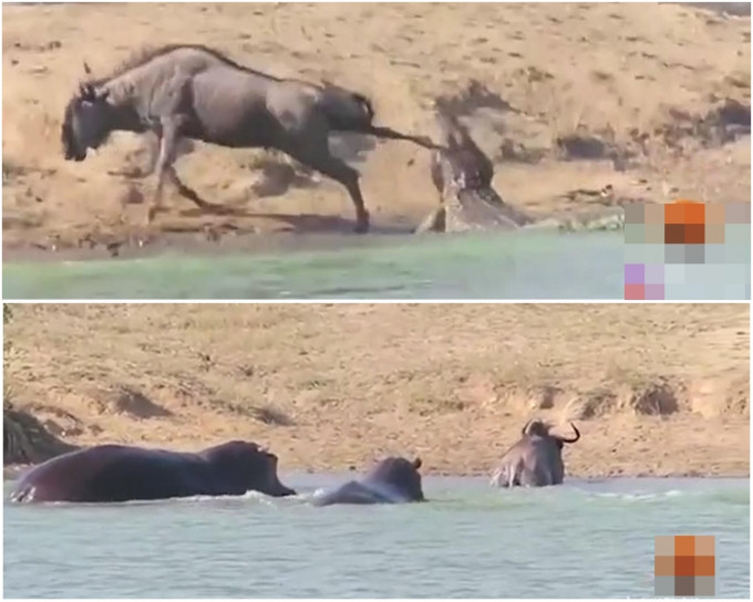 南非克魯格國家公園一隻牛羚被鱷魚拖下水，後被河馬解救。(網上圖片)