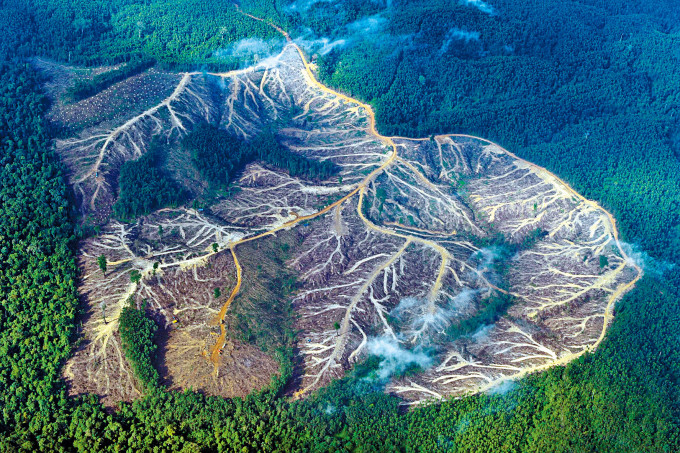 印尼苏门答腊岛占碑省一片遭到大量砍伐的林区。