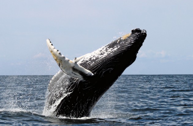 冰島兩大捕鯨公司今年宣布停捕。網圖