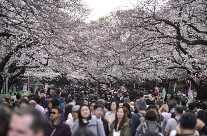 日本櫻花每年都吸引不少本地和外地遊客前往欣賞。美聯社