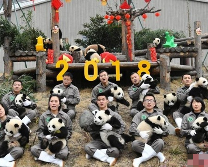 0名工作人員懷中都各抱著一隻小熊貓，還有7隻在旁玩耍。網圖
