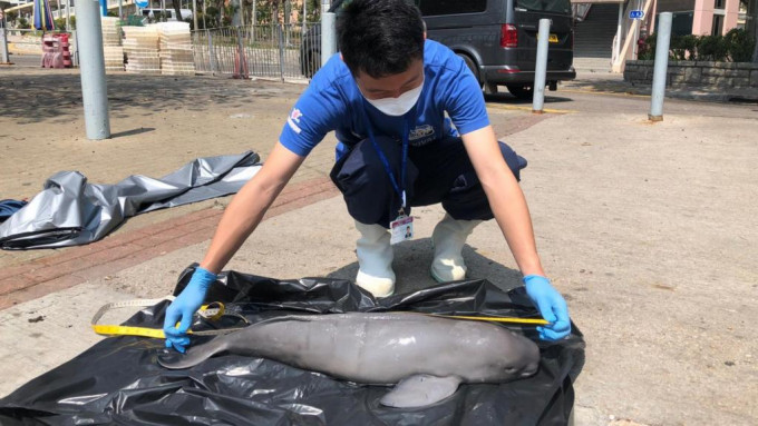 该雌性江豚是新鲜尸体长约78厘米。图：香港海洋公园保育基金