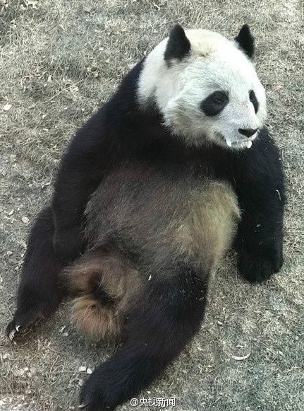 愛護大熊貓的民眾，再發現蘭州動物園大熊貓「蜀蘭」，嘴邊冒出「白泡」。