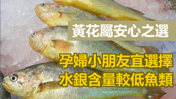 食物安全中心推介黃花魚。資料圖片