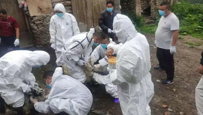 宁夏银川45岁牧民感染鼠疫，当局启动四级应急响应。