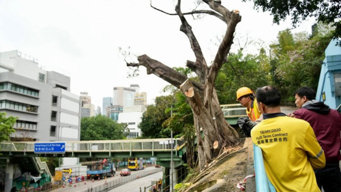 皇后大道東一棵被列入《古樹名木冊》高11米的細葉榕，因受褐根病感染，路政署今日（27日）緊急移除。蘇正謙攝