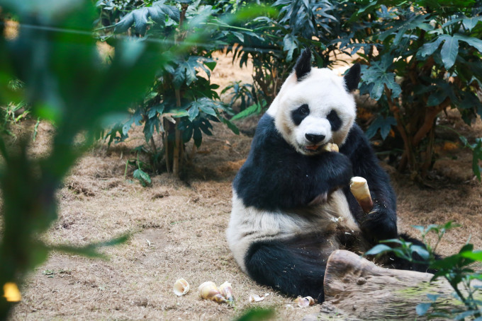 熊貓安安成為全球最長壽熊貓。