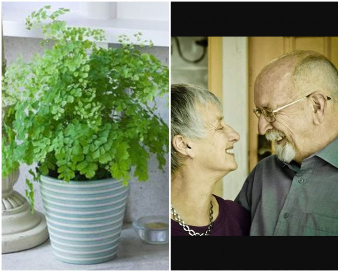 菲頓以「植物」讓丈夫有精神寄託。Antonia Nicol Twitter圖片