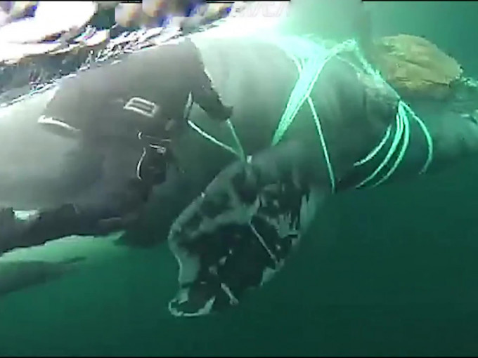 長鬚鯨被漁網纏住無法游動，當局派出潛水員幫助鯨魚脫困。（網圖）