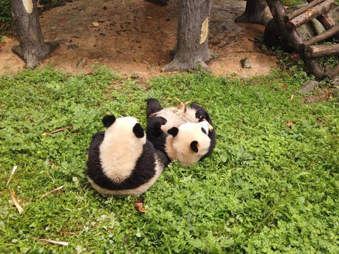 四川一对初生龙凤胎熊猫命名为「四海」「⼀家」。