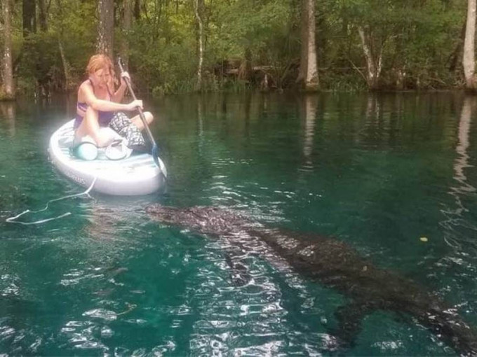 佛州女子划船遇襲， 划槳力抗逾3米長巨鱷。
