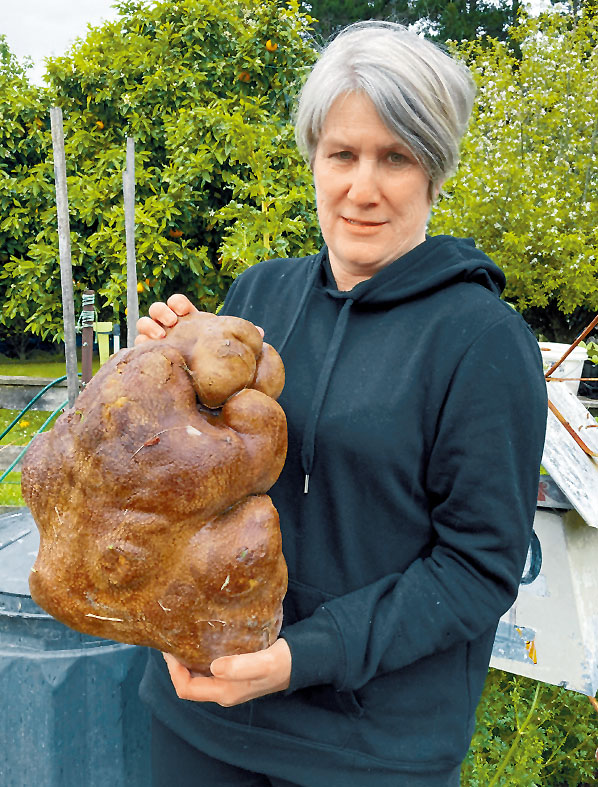 在纽西兰北岛经营小农场的一对夫妻，偶然挖出一块巨大马铃薯，重达七点八公斤，破世界纪录。