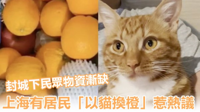 上海有網民在封城下，以自家的小貓成功換橙，成為了網民熱話。網上圖片