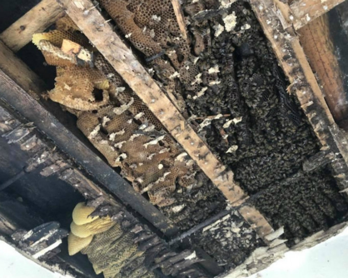 6萬隻蜜蜂被送往蘭開夏郡。Tree Bee Society片段截圖
