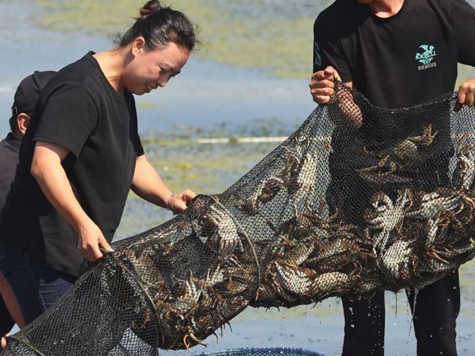 今日是阳澄湖大闸蟹开捕节。互联网图片