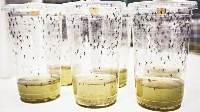 研究团队以感染沃尔巴克氏菌的蚊卵，放在水桶内孵化蚊子试验。　