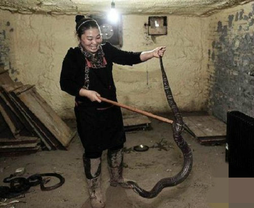 胡曉霞打理蛇隻。 網上圖片