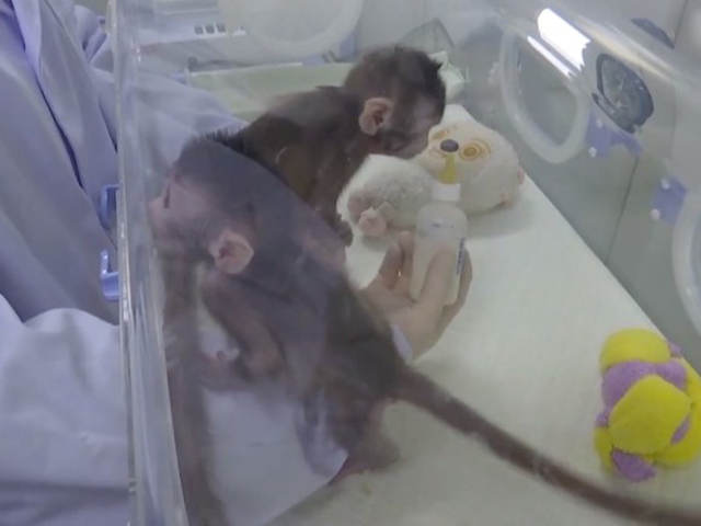 中国科学家成功复制一对猴子「中中」和「华华」，突破一直以来无法复制灵长类动物的障碍。 网上图片