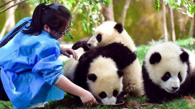 做大熊猫饲养员有咩标准？馆方：不是喂食陪玩咁简单。 网图