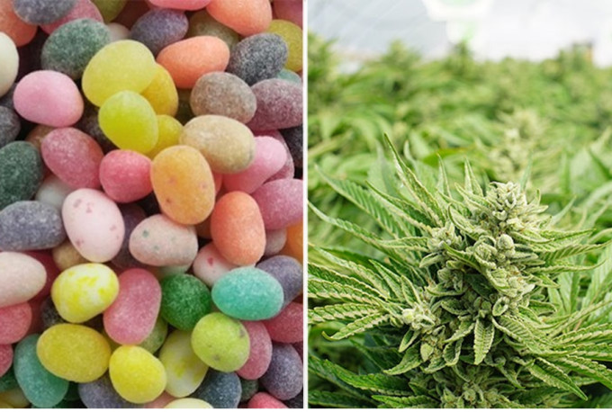 美国知名糖果品牌Jelly Belly的创办人David Klein也在其橡皮糖中添加大麻成分。  网上图片