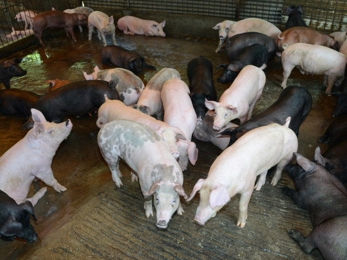 日本櫪木縣那須鹽原市兩個豬場爆發豬瘟。資料圖片（示意圖）