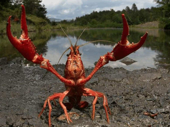 日本拟将小龙虾定为外来入侵物种。网图