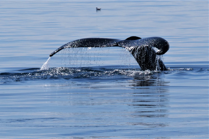 澳洲西部海域短期内发生两宗鲸鱼袭击人事件。资料图片