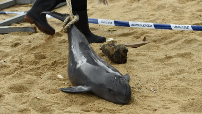 鲸豚被发现在石澳泳滩搁浅。